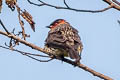 Chestnut-crested Cotinga Ampelion rufaxilla rufaxilla