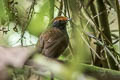 Chestnut-crowned Gnateater Conopophaga castaneiceps brunneinucha