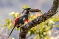 Chestnut-eared Aracari Pteroglossus castanotis castanotis