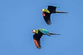 Chestnut-fronted Macaw Ara severus