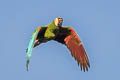 Chestnut-fronted Macaw Ara severus