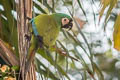 Chestnut-fronted Macaw Ara severus