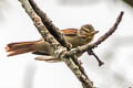 Chestnut-winged Foliage-gleaner Dendroma erythroptera erythroptera