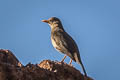 Chiguanco Thrush Turdus chiguanco conradi