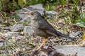 Chiguanco Thrush Turdus chiguanco conradi