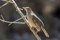 Chiguanco Thrush Turdus chiguanco conradi