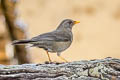 Chiguanco Thrush Turdus chiguanco conradi