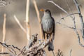 Chiguanco Thrush Turdus chiguanco conradi