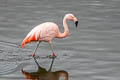 Chilean Flamingo Phoenicopterus chilensis