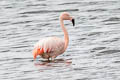 Chilean Flamingo Phoenicopterus chilensis