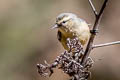 Cinereous Conebill Conirostrum cinereum littorale