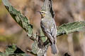 Cinereous Conebill Conirostrum cinereum littorale