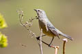 Cinereous Conebill Conirostrum cinereum littorale