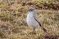 Cinereous Ground Tyrant Muscisaxicola cinereus