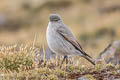 Cinereous Ground Tyrant Muscisaxicola cinereus