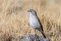 Cinereous Ground Tyrant Muscisaxicola cinereus