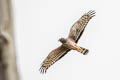 Cinereous Harrier Circus cinereus