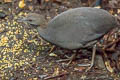 Cinereous Tinamou Crypturellus cinereus