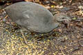 Cinereous Tinamou Crypturellus cinereus