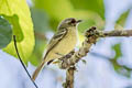 Cinnamon-faced Tyrannulet Phylloscartes parkeri