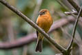 Cinnamon Flycatcher Pyrrhomyias cinnamomeus cinnamomeus