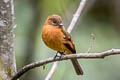 Cinnamon Flycatcher Pyrrhomyias cinnamomeus cinnamomeus