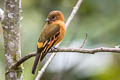 Cinnamon Flycatcher Pyrrhomyias cinnamomeus cinnamomeus