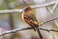 Cinnamon Flycatcher Pyrrhomyias cinnamomeus cinnamomeus