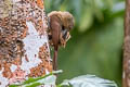 Cinnamon-throated Woodcreeper Dendrexetastes rufigula devillei 