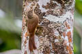 Cinnamon-throated Woodcreeper Dendrexetastes rufigula devillei 