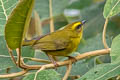 Citrine Warbler Myiothlypis luteoviridis striaticeps