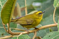 Citrine Warbler Myiothlypis luteoviridis striaticeps