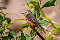 Cliff Flycatcher Hirundinea ferruginea sclateri