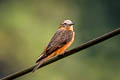 Cliff Flycatcher Hirundinea ferruginea sclateri