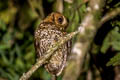 Cloud-forest Screech Owl Megascops marshalli