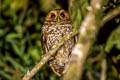 Cloud-forest Screech Owl Megascops marshalli