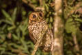 Cloud-forest Screech Owl Megascops marshalli