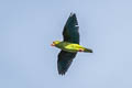 Cobalt-winged Parakeet Brotogeris cyanoptera cyanoptera