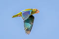 Cobalt-winged Parakeet Brotogeris cyanoptera cyanoptera