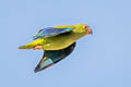 Cobalt-winged Parakeet Brotogeris cyanoptera cyanoptera