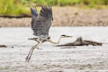 Cocoi Hero Ardea cocoi (White-necked Heron)