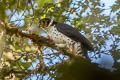 Collared Forest Falcon Micrastur semitorquatus semitorquatus