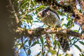Collared Forest Falcon Micrastur semitorquatus semitorquatus