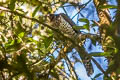 Collared Forest Falcon Micrastur semitorquatus semitorquatus