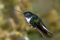 Collared Inca Coeligena torquata torquata