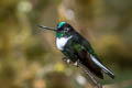 Collared Inca Coeligena torquata torquata