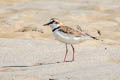 Collared Plover Anarhynchus collaris