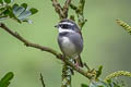 Collared Warbling Finch Poospiza hispaniolensis