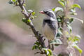 Collared Warbling Finch Poospiza hispaniolensis