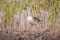 Comb Duck Sarkidiornis sylvicola